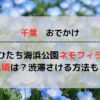 【2024最新】ひたち海浜公園のネモフィラの見頃はいつ？渋滞を避けるアクセス方法もご紹介！