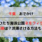 【2024最新】ひたち海浜公園のネモフィラの見頃はいつ？渋滞を避けるアクセス方法もご紹介！