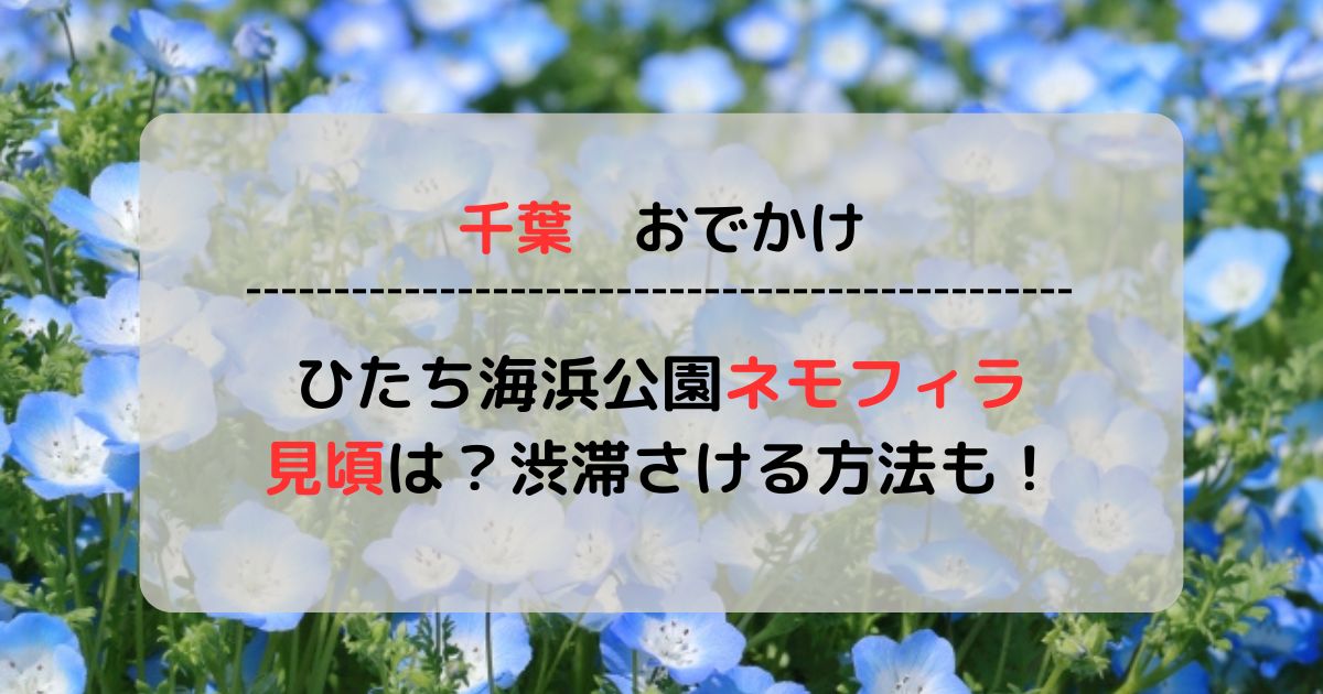 【2024最新】ひたち海浜公園のネモフィラの見頃はいつ？渋滞を避けるアクセス方法もご紹介！