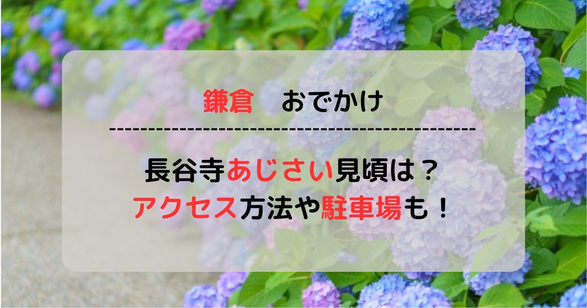 【2024最新】鎌倉長谷寺のあじさいの見頃はいつ？アクセス方法もご紹介！