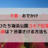 【2024最新】ひたち海浜公園のコキアの見頃はいつ？渋滞を避けるアクセス方法もご紹介！