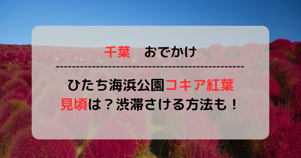 【2024最新】ひたち海浜公園のコキアの見頃はいつ？渋滞を避けるアクセス方法もご紹介！